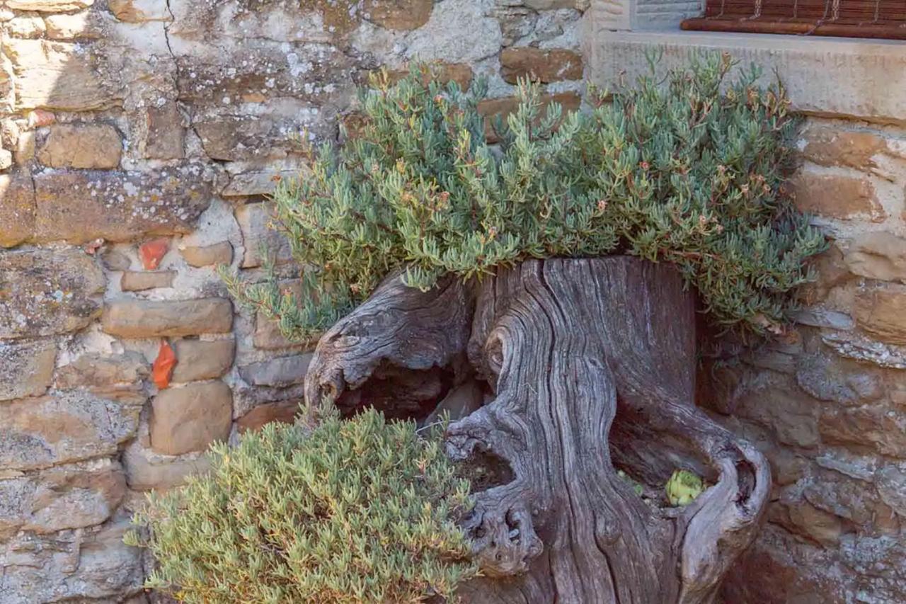 Agriturismo Con Piscina In Toscana, Tribbiano Arezzo Dış mekan fotoğraf