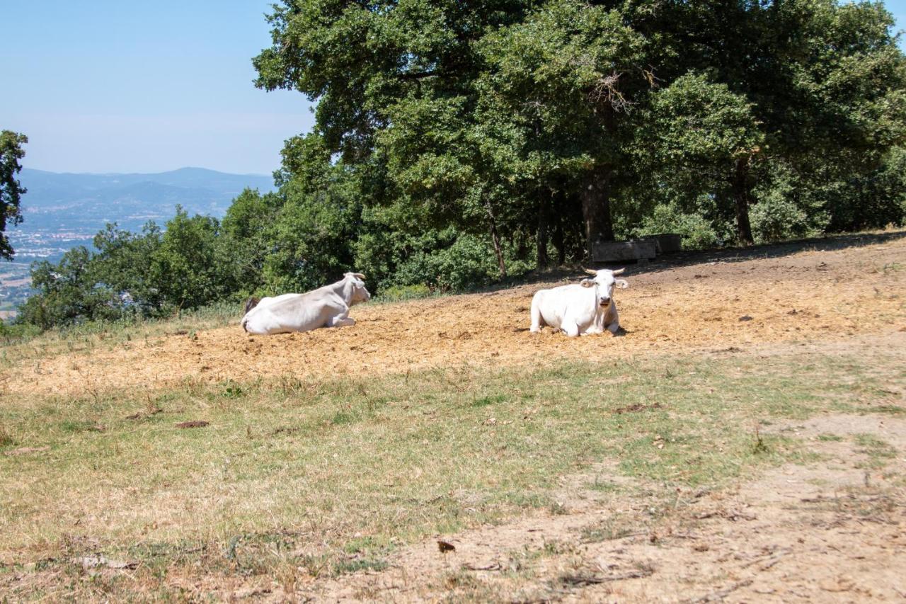 Agriturismo Con Piscina In Toscana, Tribbiano Arezzo Dış mekan fotoğraf
